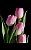 Marcador tulipa lisa - M-007 - Imagem 4