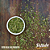 Mix de Ervas (Cheiro Verde) - Imagem 7