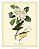 QUADRO GRAVURA 2 PÁSSAROS E FLORES - Imagem 2