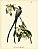 QUADRO GRAVURA FLYCATCHER E FLORES - Imagem 2