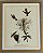 QUADRO GRAVURA HUMMINGBIRD E FLORES - Imagem 1