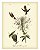 QUADRO GRAVURA HUMMINGBIRD E FLORES - Imagem 2