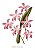 QUADRO GRAVURA ORQUÍDEAS ROSA COM MOLDURA EM BAMBU VERDE - Imagem 2