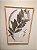 QUADRO DESMONCUS CUYABAWNSIS COM MOLDURA BAMBU NATURAL - Imagem 1