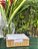 PORTA GUARDANAPO G - BAMBU NATURAL - Imagem 3