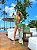 Bolsa praia Resort - Maceio - Imagem 2