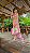 Biquini Cortininha Dupla face Resort - Zebra Pink Com Lima - Imagem 1