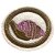 ESPECIALIDADE NATUREZA - MOLUSCOS - Imagem 1