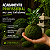 MUSGO FOFÃO VIVO BIG MOSS – KIT COM 2 CAIXAS 33x33x7cm - Imagem 3