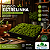 Musgo Estrelinha Vivo Natural Big Moss – Bandeja 33x33x7cm - Imagem 1