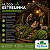 KIT COM 5 MUSGOS ESTRELINHA VIVOS BIG MOSS - Imagem 11