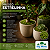 KIT COM 3 MUSGOS ESTRELINHA VIVOS BIG MOSS - Imagem 10