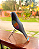 Passarinho Preto (12cm) - Imagem 2