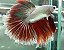 BETTA Red Dragon HM - Imagem 1