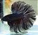 BETTA Black orchid - Imagem 1