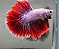 Betta Pink Red - Imagem 1