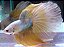Betta Yellow Gold HM - Imagem 1
