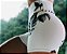 Shorts fitness levanta bumbum branco com estampa Black flowers - Tamanho único - Imagem 2