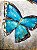 Quadro Pintura Tela borboleta amante azul Sala de Estar 5124 - Imagem 5