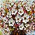 Quadro Pintura Tela flores único tamanho branco óleo 5320 - Imagem 3