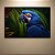 Quadro Decorativo Arara Azul Tropical Fundo Botânico Estilo Realista 6329 - Imagem 4