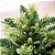 Árvore de Natal Decorada 180cm Mix Verde Pinhas Berries 720 Galhos Luxo - Imagem 3