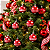 Jogo Com 12 Bolas de Natal 4cm Vermelhas com Bolinhas e Fita Xadres - Imagem 3