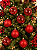 Jogo com 8 Bolas de Natal 10cm Cor Vermelho Fosco e com Brilho - Imagem 3