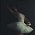 Collant de Ballet Adulto. estampa Camomilas White . OTA . - Imagem 1