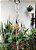 Macramê suporte para plantas - Triangular - Imagem 2