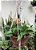Macramê suporte para plantas - Triangular - Imagem 3