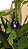 sementes de Clitoria ternatea - Imagem 2