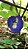 sementes de Clitoria ternatea - Imagem 10