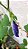 sementes de Clitoria ternatea - Imagem 9