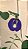 sementes de Clitoria ternatea - Imagem 7