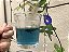 sementes de Clitoria ternatea - Imagem 8