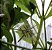 sementes de arnica paulista - Imagem 3