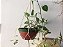 Suporte para plantas macramê - Imagem 3