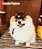 Capacete de Dog ou Cat - Imagem 3