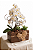 Arranjo Lumina Mini Orquídea Branca & Jardim de Suculentas - Imagem 1