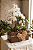 Arranjo Lumina Mini Orquídea Branca & Jardim de Suculentas - Imagem 2