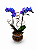 Mini Orquídea Phalaenopsis Azul Imperial no Vaso de Vidro Premium - Imagem 1