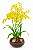 Orquídea Chuva de Ouro Imperial no Vaso de Vidro Premium - Imagem 1