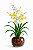 Orquídea Chuva de Ouro Elegance no Vaso de Vidro Premium - Imagem 1