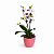 Mini Orquídea Exotic Vaso Essence - Imagem 1