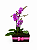 Arranjo Aurora Pink Mini Orquídea & Jardim de Suculentas - Imagem 2