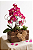 Arranjo Aurora Pink Mini Orquídea & Jardim de Suculentas - Imagem 1