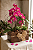 Arranjo Aurora Pink Mini Orquídea & Jardim de Suculentas - Imagem 2
