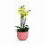 Mini Orquídea Colorida Vaso Essence - Imagem 1
