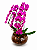 Orquídea Phalaenopsis Pink Cascata Imperial no Vaso de Vidro - Imagem 1